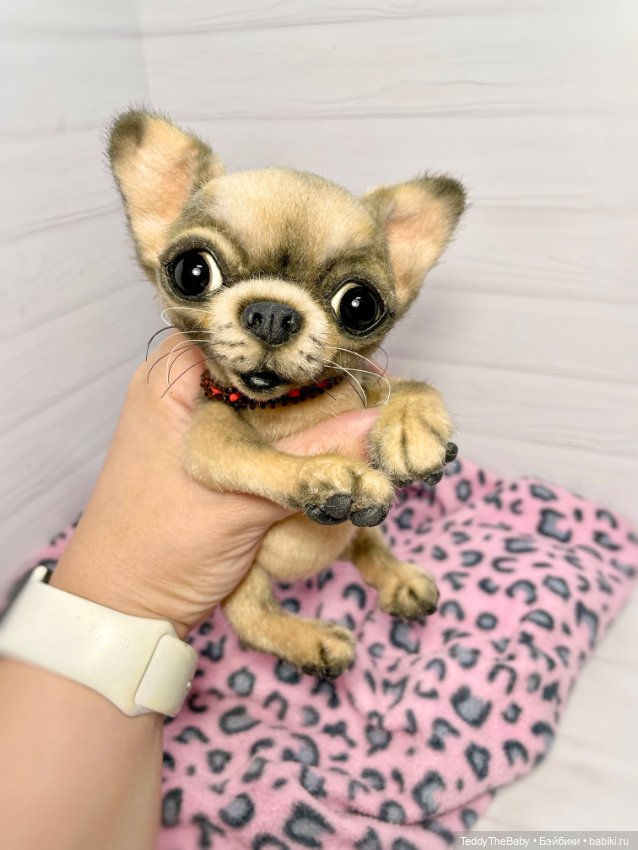 Jorny (Jo) 🐾🐾чихуахуа тедди (фото 5)