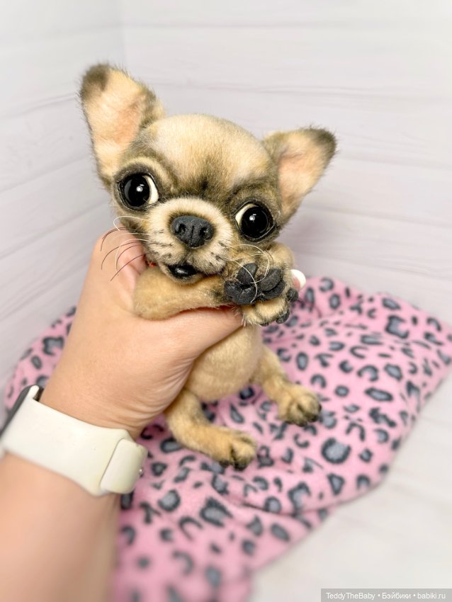 Jorny (Jo) 🐾🐾чихуахуа тедди (фото 4)