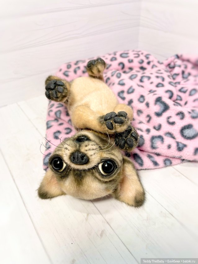 Jorny (Jo) 🐾🐾чихуахуа тедди