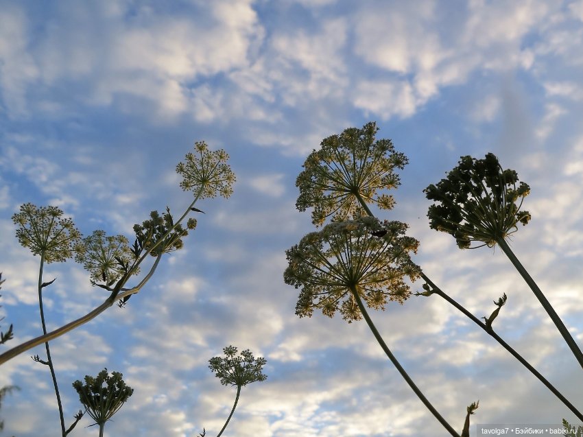 Девушка Лето. Tuesday Taylor (фото 9)