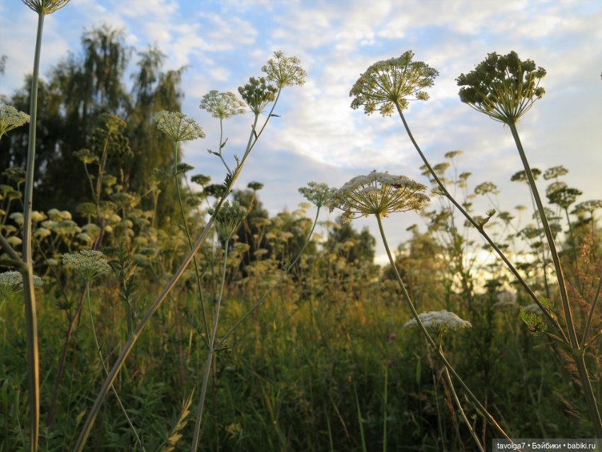 Девушка Лето. Tuesday Taylor (фото 8)