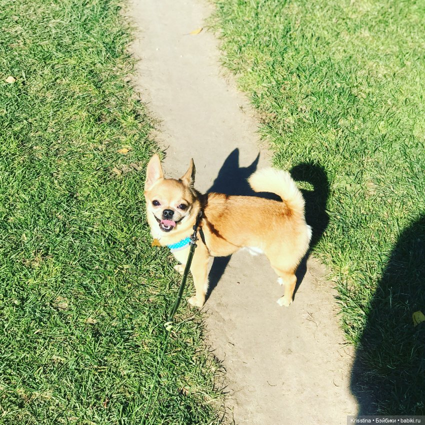 Ярко солнце светит …🌞 — Домашние фото авторских игрушек: Тедди