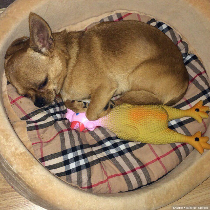 Ярко солнце светит …🌞 — Домашние фото авторских игрушек: Тедди