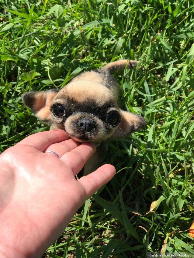 Ярко солнце светит …🌞 — Домашние фото авторских игрушек: Тедди (фото 5)