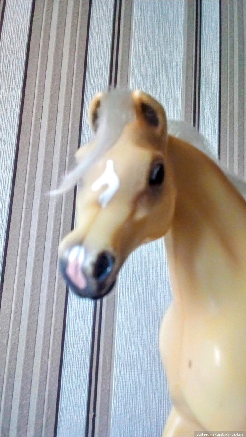 Мое сокровище, приобретённое на блошке. Арабская кобыла Sonador (фото 8)