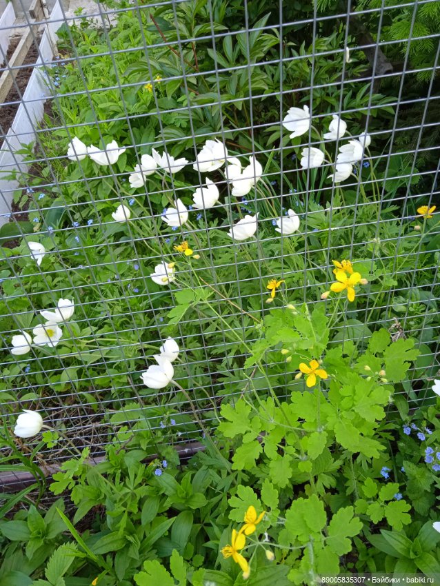 Полина Баболини дождалась лета