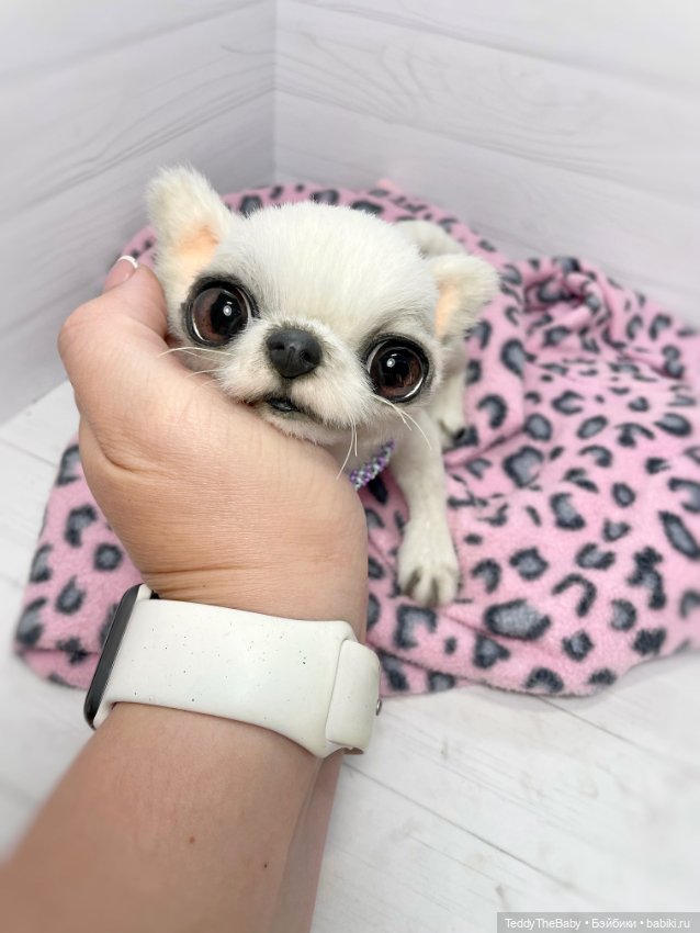 Снежа 🐾17 см щенок тедди — Реалистичные игрушки и звери (Натюр): собаки