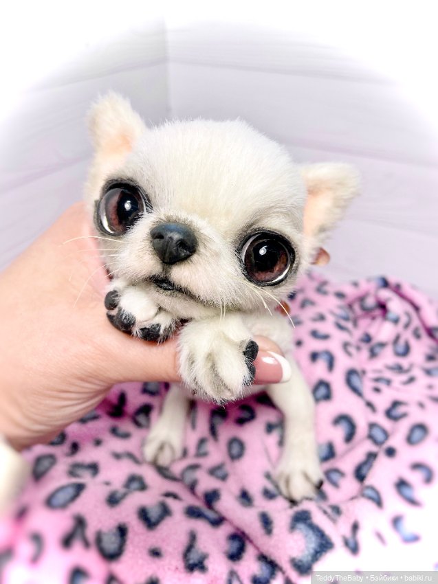 Снежа 🐾17 см щенок тедди — Реалистичные игрушки и звери (Натюр): собаки