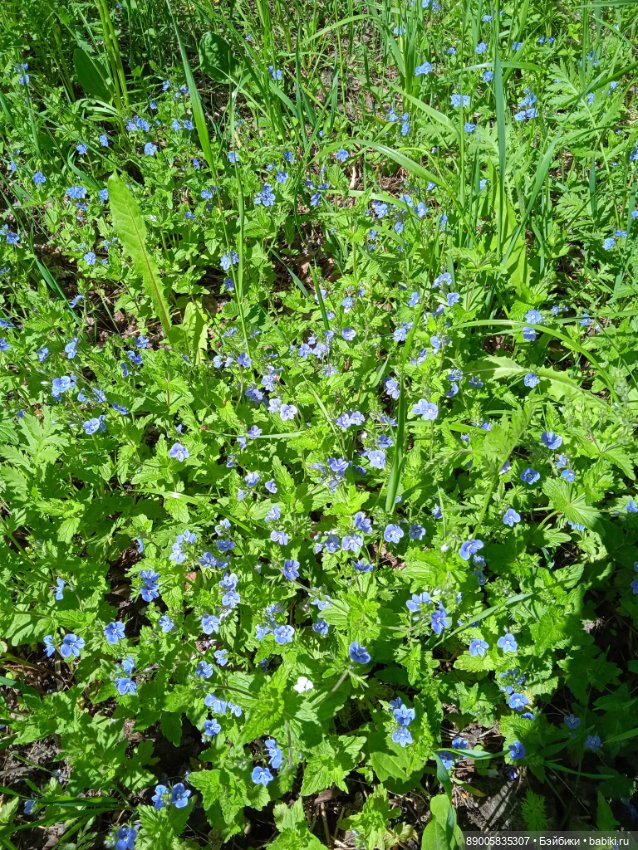 Полина Баболини дождалась лета (фото 9)