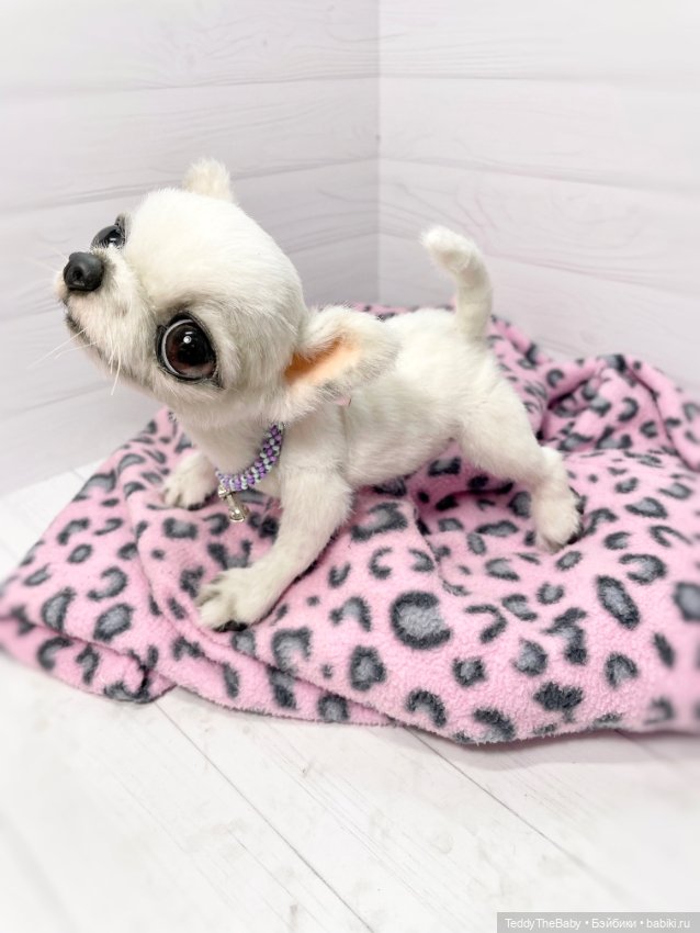 Снежа 🐾17 см щенок тедди — Реалистичные игрушки и звери (Натюр): собаки (фото 9)
