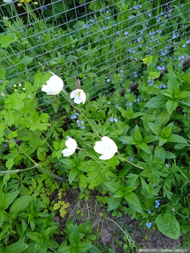 Полина Баболини дождалась лета