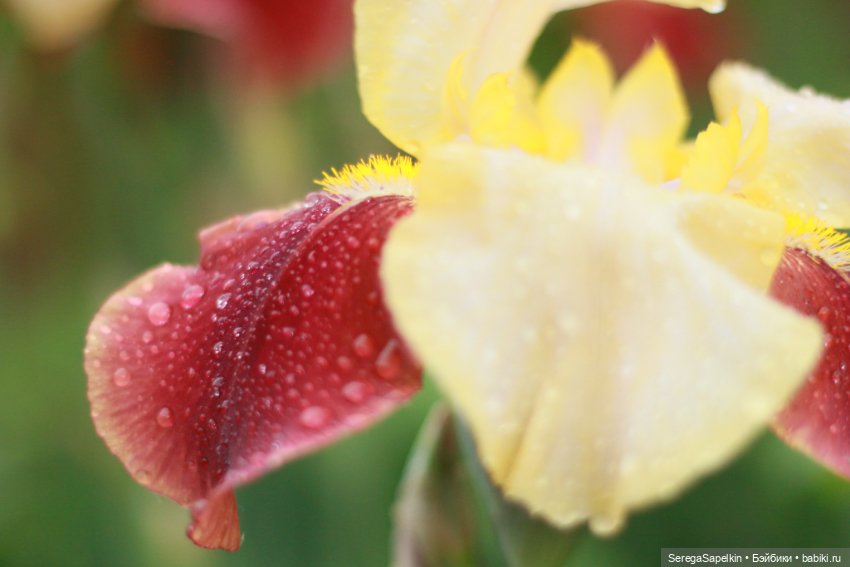 Мои куколки — ООАК и репейнт игровых кукол: Bratz (фото 3)