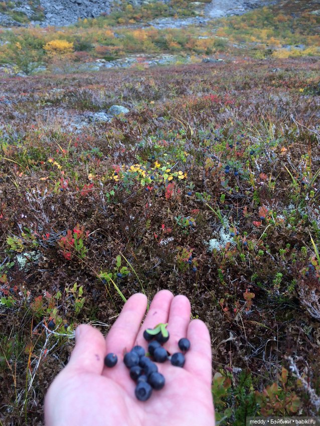Грандиозное путешествие с Даки по Кольскому полуострову. Часть первая. Горы Хибины (фото 8)