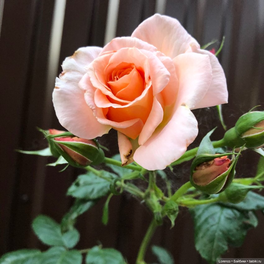 Жданова Варвара Аскольдовна