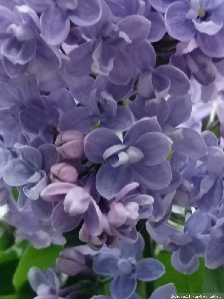 Компания в розовом — Винтажные куклы ГДР (Немки): Бигги (фото 9)