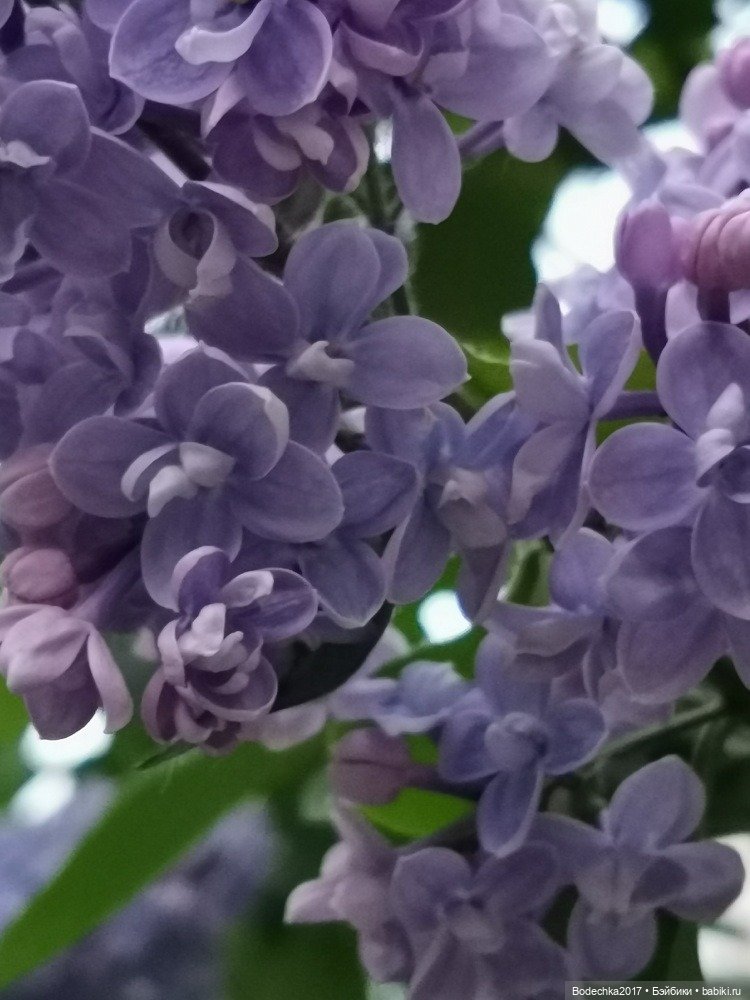 Компания в розовом — Винтажные куклы ГДР (Немки): Бигги