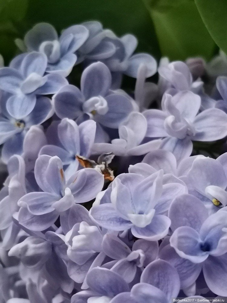 Компания в розовом — Винтажные куклы ГДР (Немки): Бигги (фото 10)