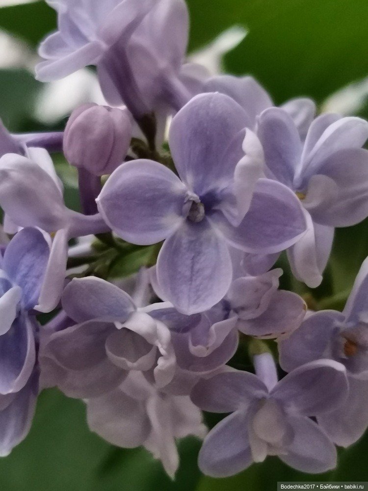 Компания в розовом — Винтажные куклы ГДР (Немки): Бигги