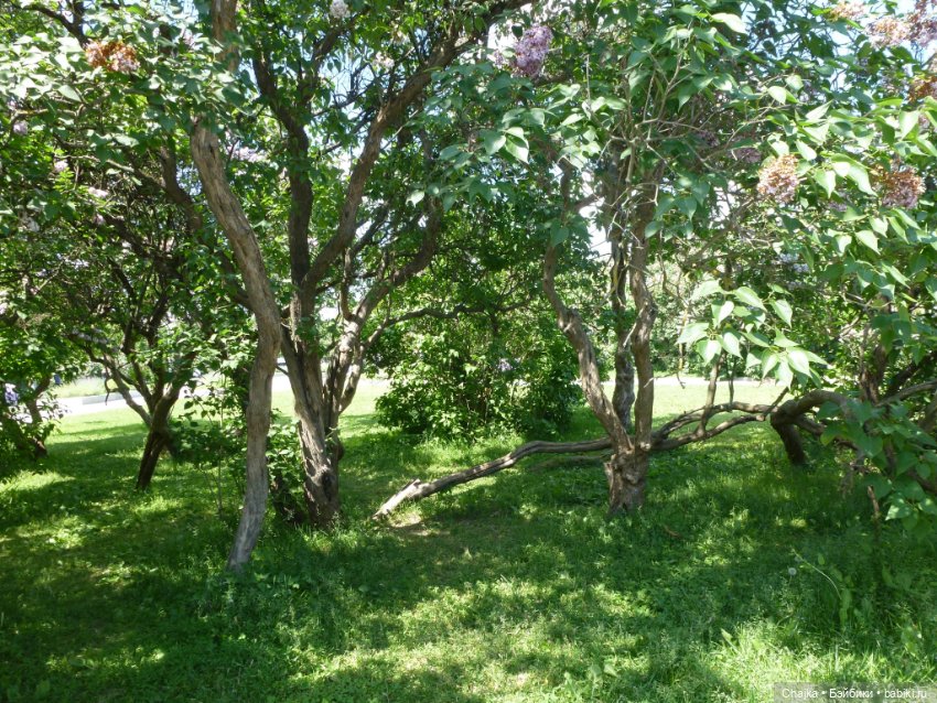 Сиреневая нежность - Сиреневый сад (Москва)