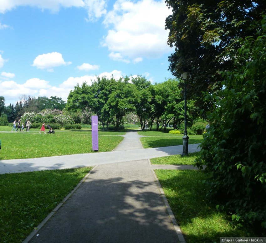 Сиреневая нежность - Сиреневый сад (Москва)