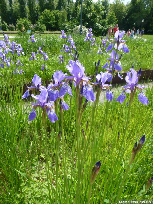 Сиреневая нежность - Сиреневый сад (Москва)