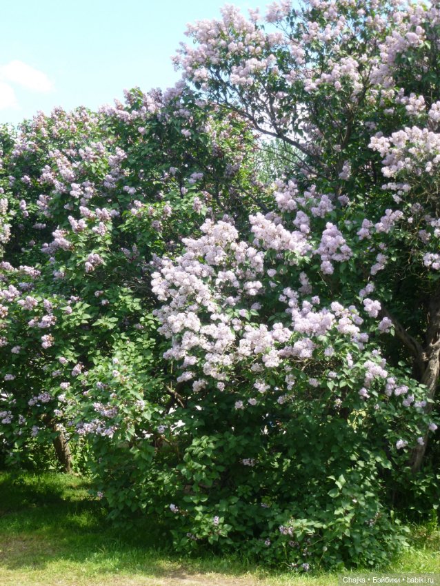 Сиреневая нежность - Сиреневый сад (Москва) (фото 10)