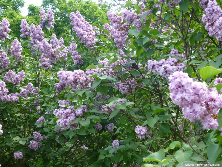 Сиреневая нежность - Сиреневый сад (Москва) (фото 6)