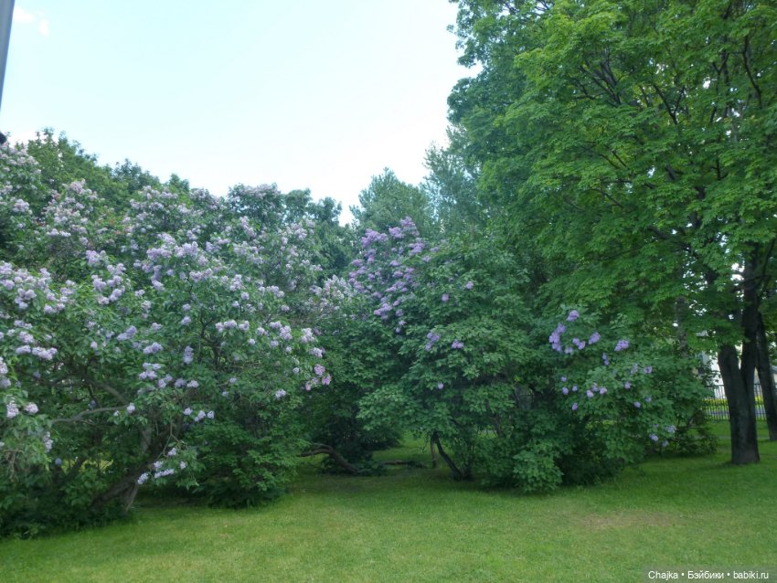 Сиреневая нежность - Сиреневый сад (Москва) (фото 5)