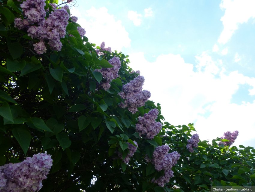 Сиреневая нежность - Сиреневый сад (Москва)