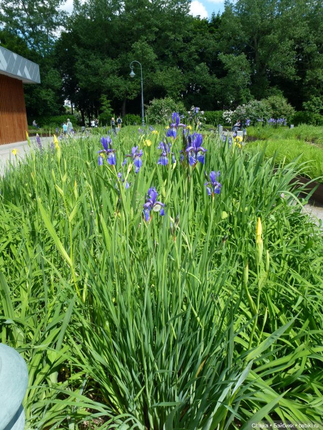 Сиреневая нежность - Сиреневый сад (Москва)