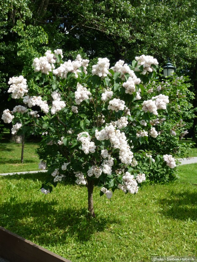 Сиреневая нежность - Сиреневый сад (Москва)