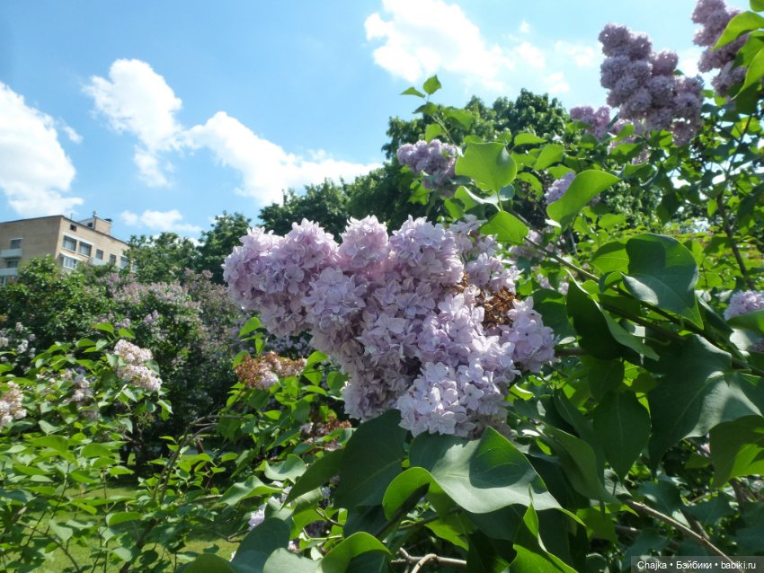 Сиреневая нежность - Сиреневый сад (Москва)