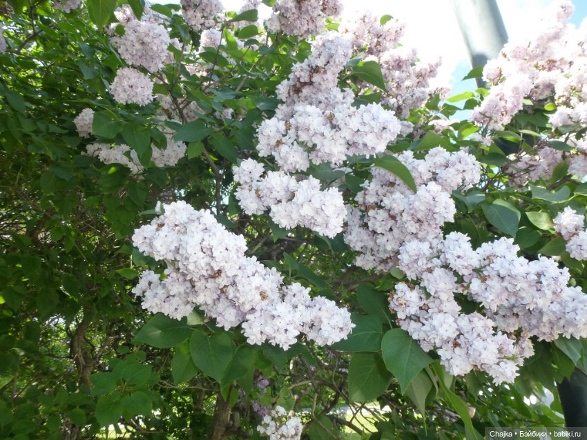 Сиреневая нежность - Сиреневый сад (Москва)