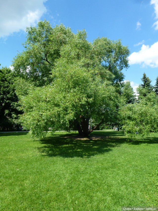 Сиреневая нежность - Сиреневый сад (Москва)