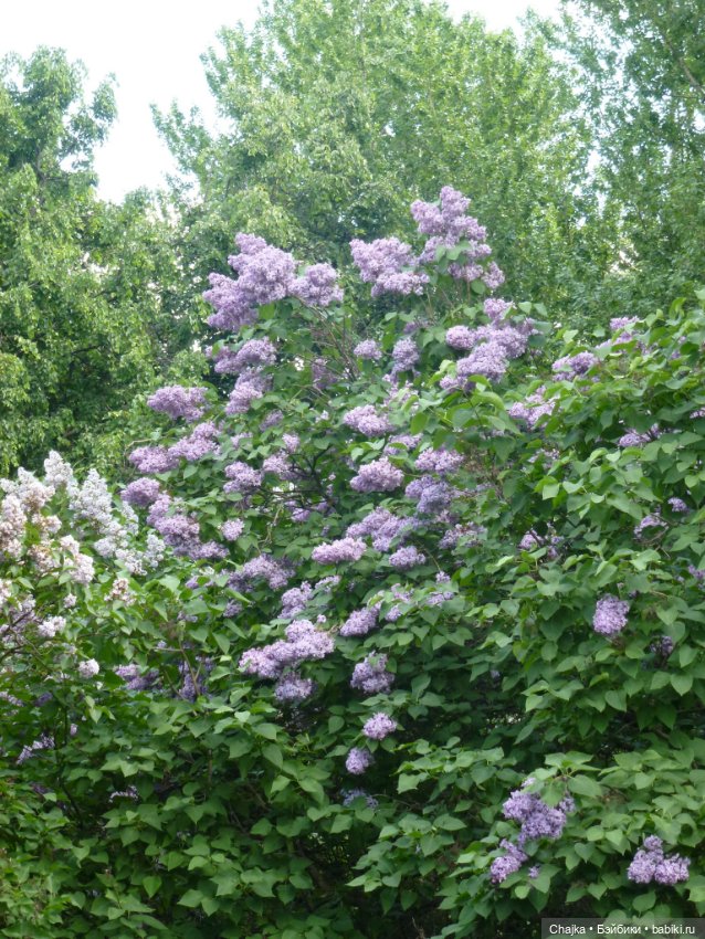 Сиреневая нежность - Сиреневый сад (Москва) (фото 3)