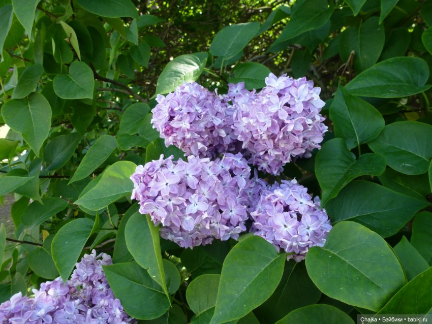 Сиреневая нежность - Сиреневый сад (Москва)