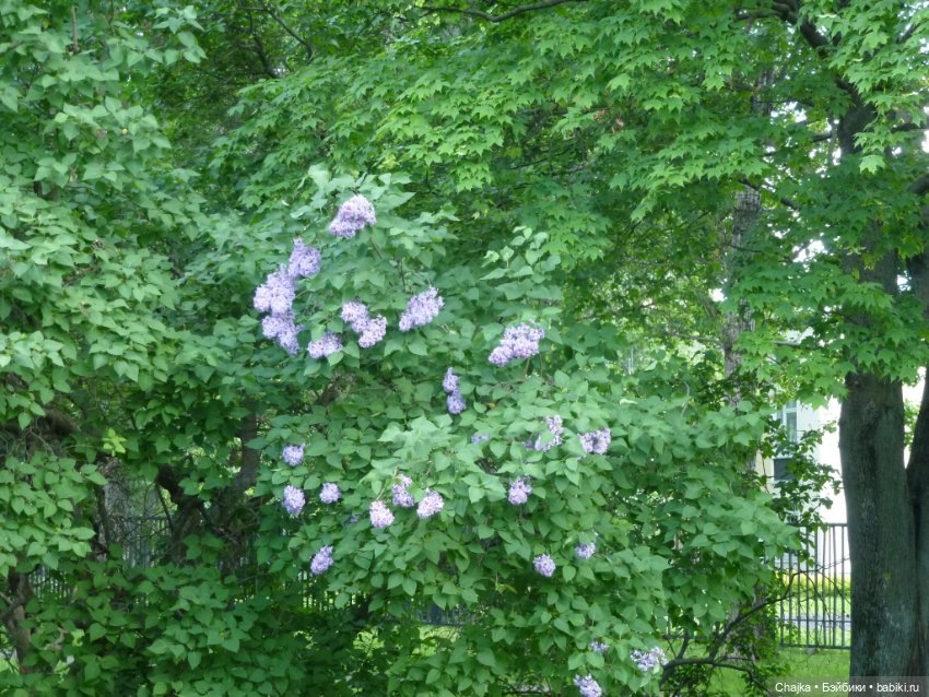 Сиреневая нежность - Сиреневый сад (Москва) (фото 4)