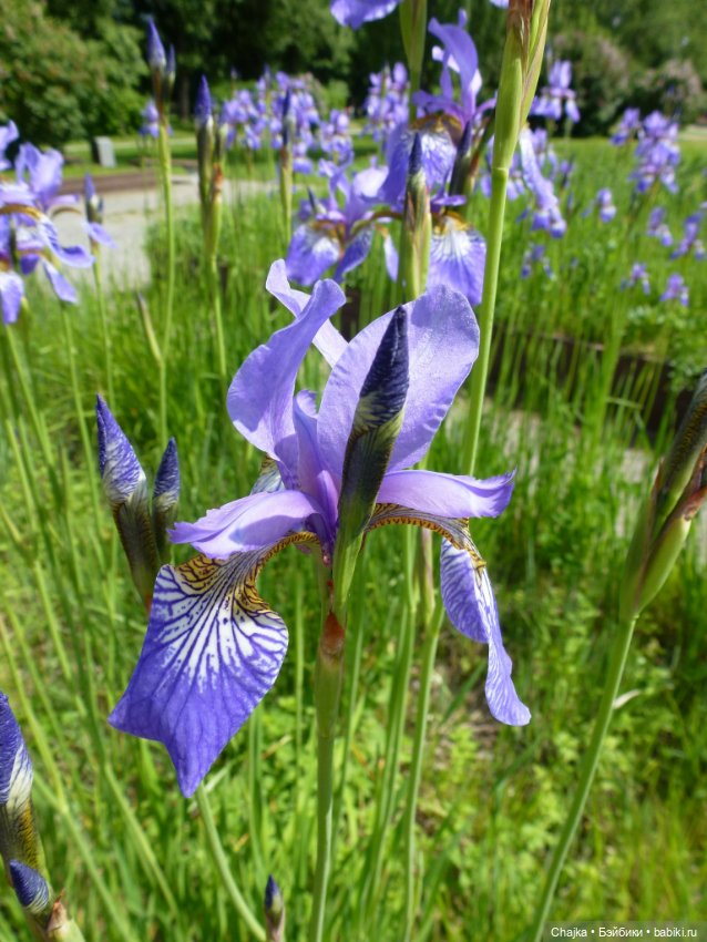 Сиреневая нежность - Сиреневый сад (Москва)