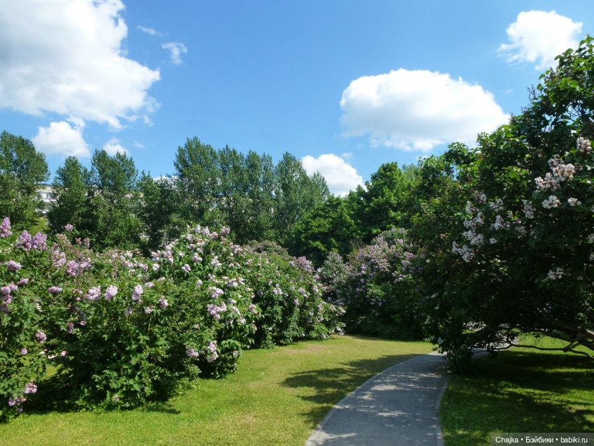 Сиреневая нежность - Сиреневый сад (Москва)