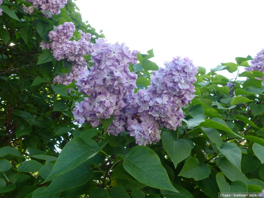 Сиреневая нежность - Сиреневый сад (Москва)