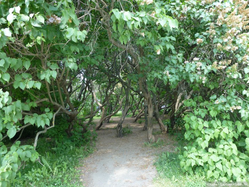 Сиреневая нежность - Сиреневый сад (Москва)