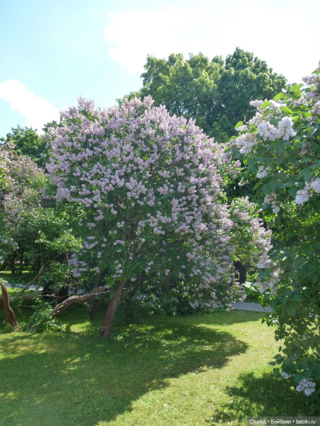 Сиреневая нежность - Сиреневый сад (Москва)