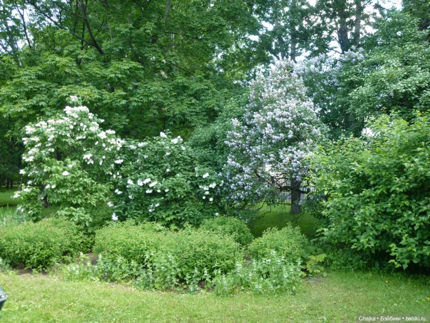 Сиреневая нежность - Сиреневый сад (Москва) (фото 2)