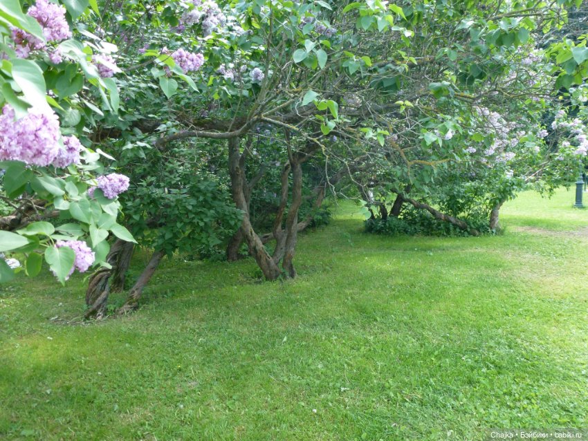 Сиреневая нежность - Сиреневый сад (Москва) (фото 7)