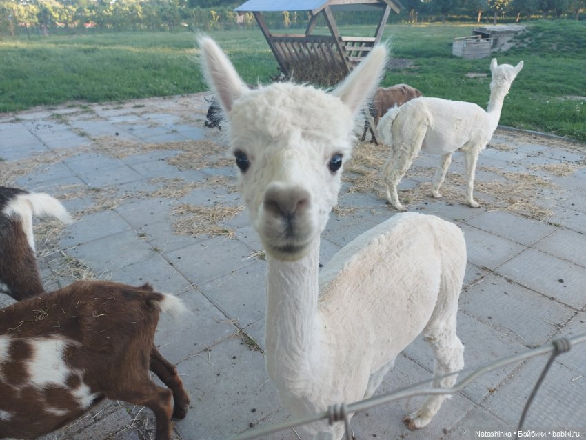 Fashion Dolls 383 — Туризм и путешествия: фотоотчеты из поездок