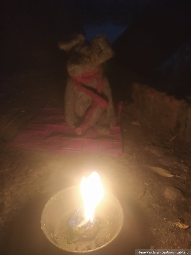 Начало дружбы. Девочка и пёс.часть 2