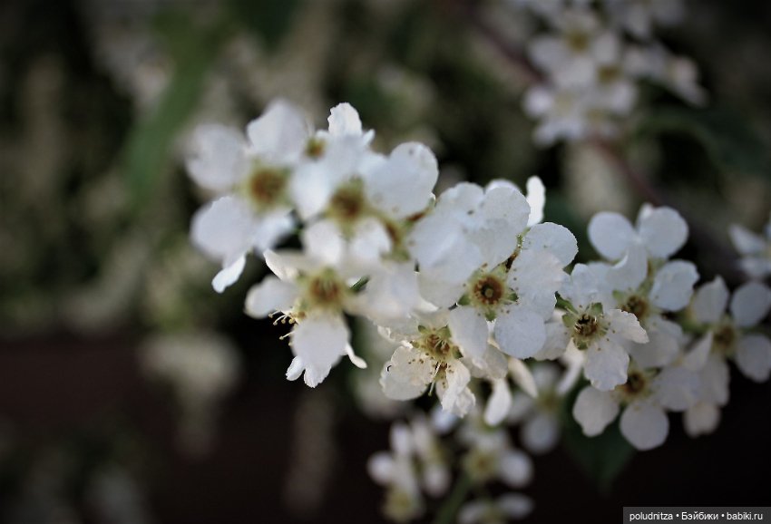 Prúnus pádus — Куклы Iplehouse (Иплхаус): BJD (БЖД)