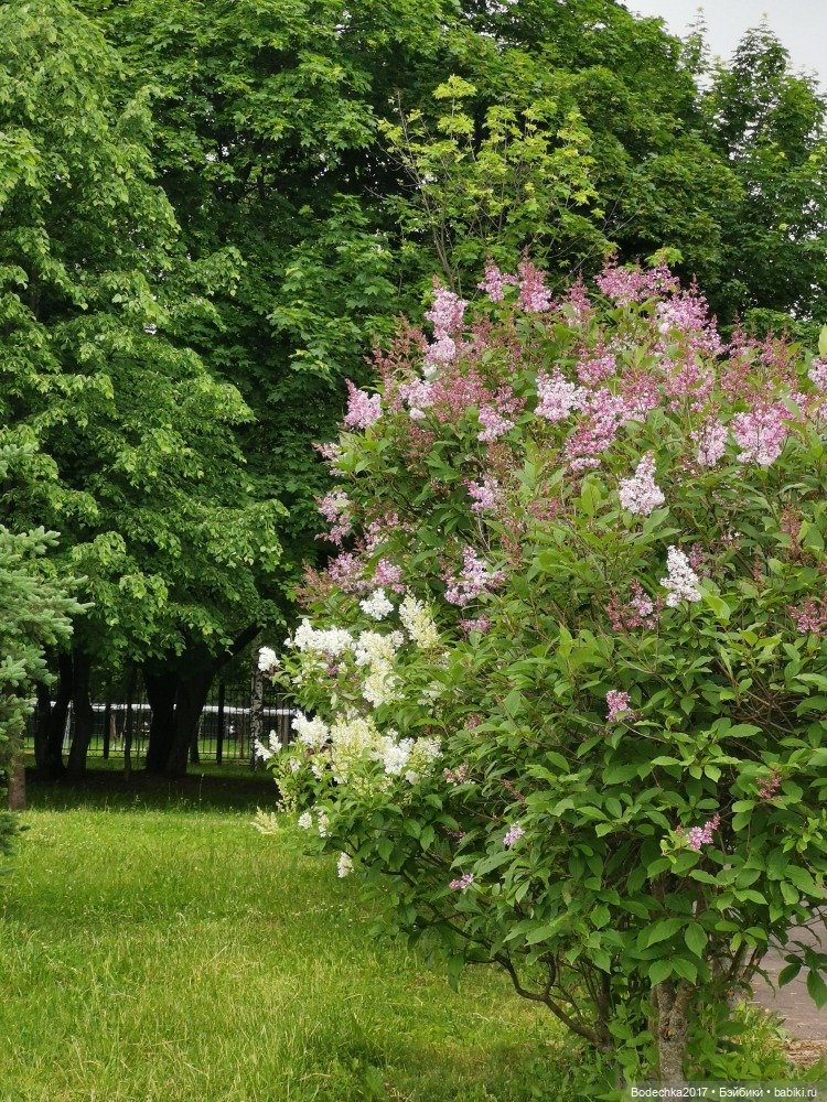 Моя ровесница — Куклы Sindy (Синди) и Tammy (Тамми): винтаж