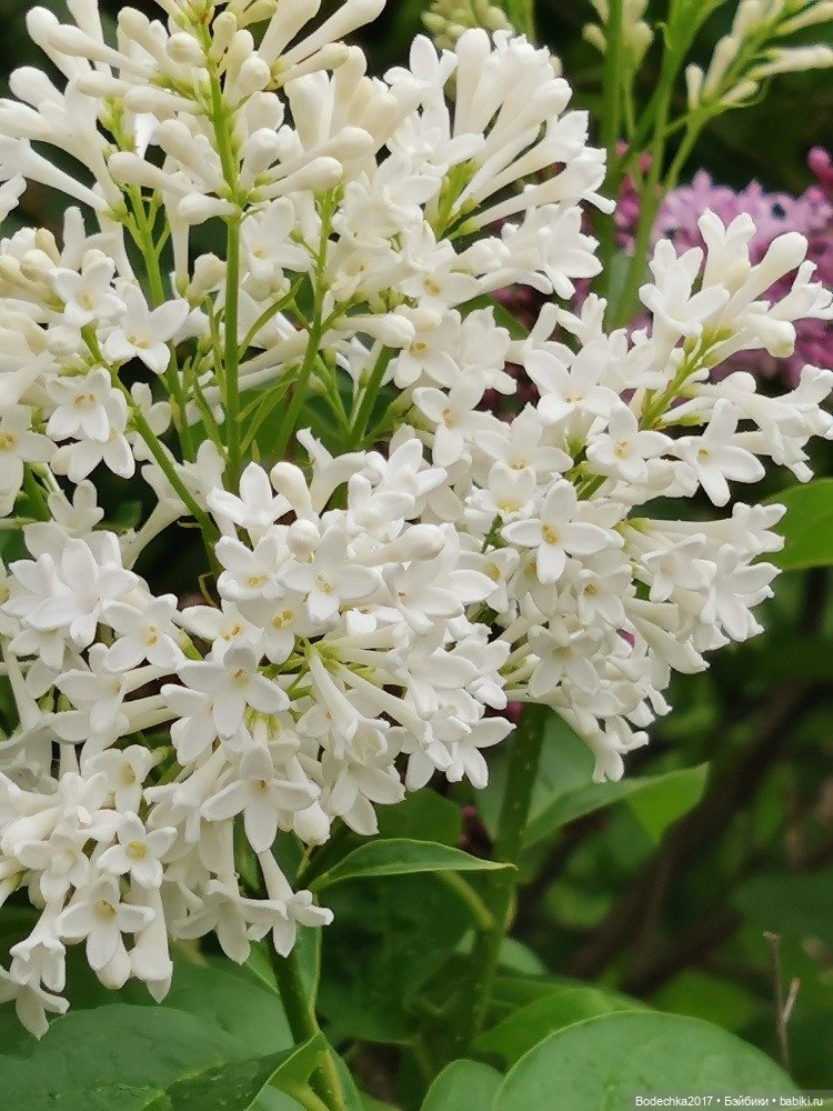 Моя ровесница — Куклы Sindy (Синди) и Tammy (Тамми): винтаж