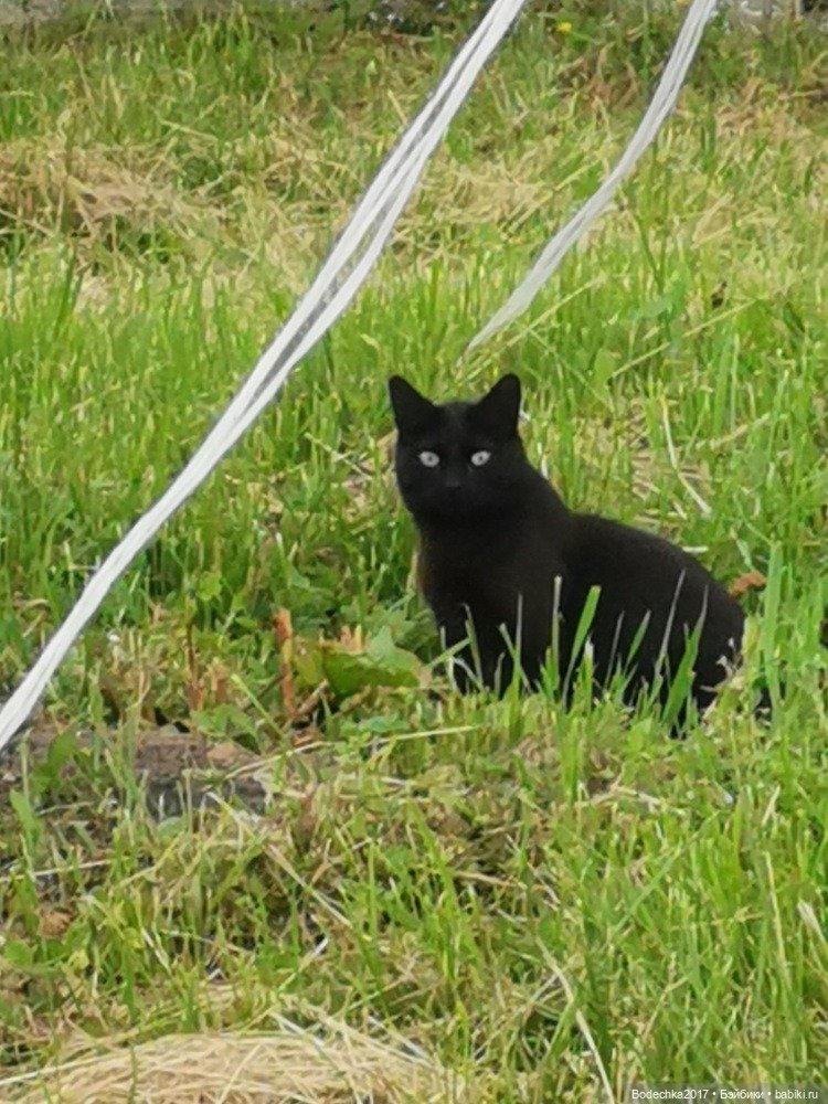 Моя ровесница — Куклы Sindy (Синди) и Tammy (Тамми): винтаж (фото 4)